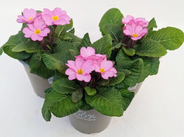 x2 Primula Primrose Woodland Rose 13cm/1Ltr