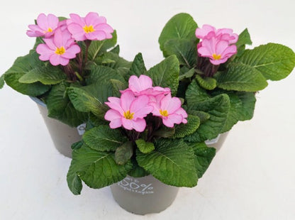 x2 Primula Primrose Woodland Rose 13cm/1Ltr