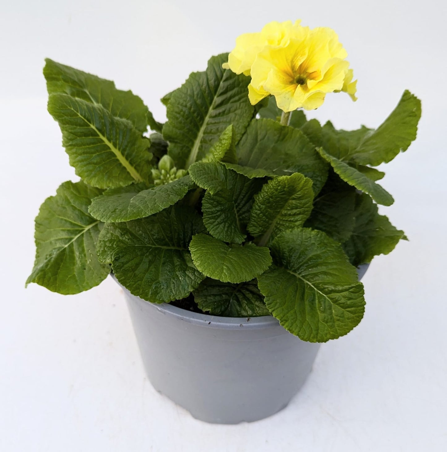 x1 Primula Polyanthus Showstopper Cream - 19cm/3Litre