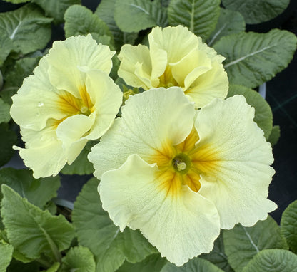 x1 Primula Polyanthus Showstopper Cream - 19cm/3Litre