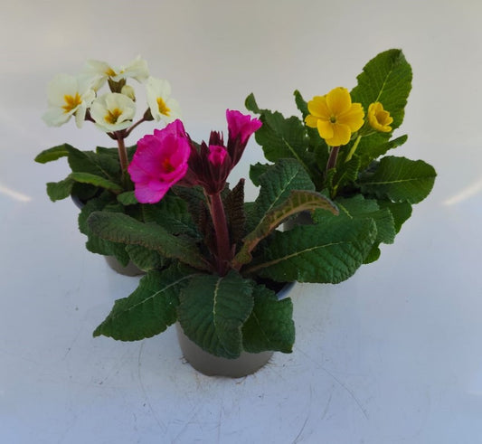 x3 Primula Polyanthus Stella Mix 10.5cm