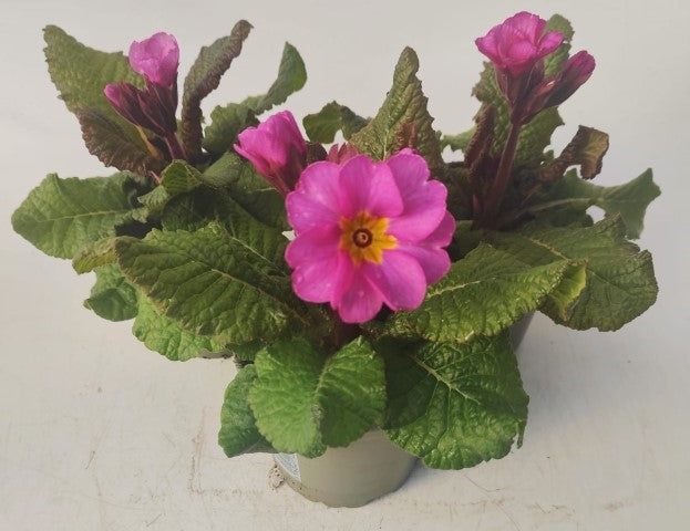 x3 Primula Polyanthus Stella Pink Champagne 10.5cm