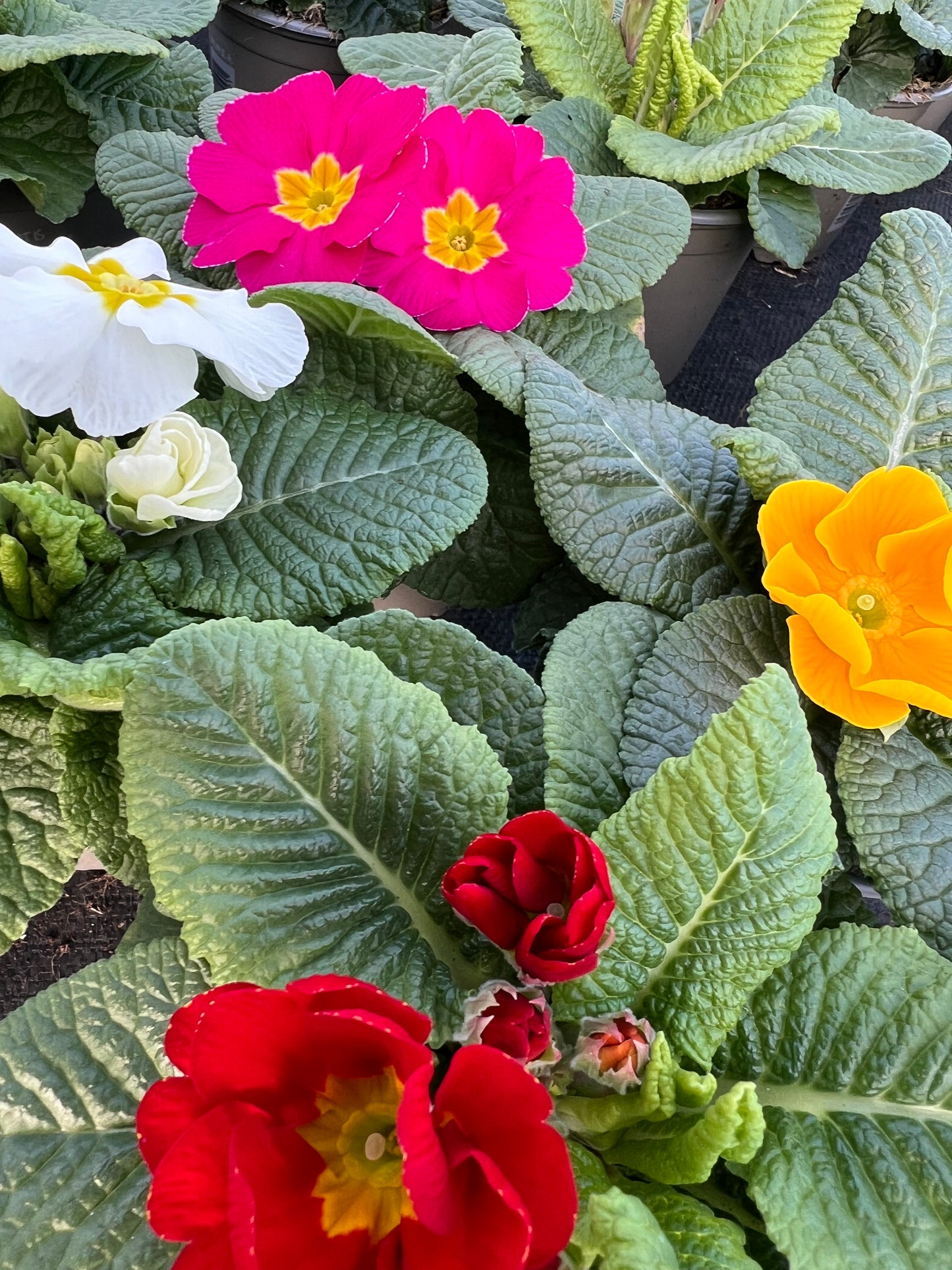 x3 Primula Primrose Mix 10.5cm