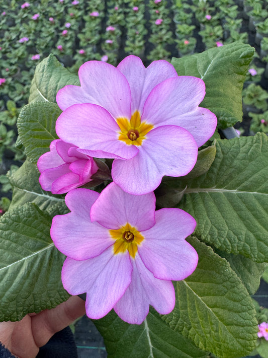 x2 Primula Primrose Woodland Rose 13cm/1Ltr