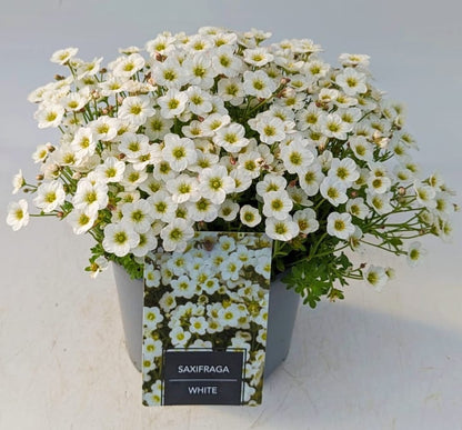 x1 Saxifraga White - 19cm/3Litre