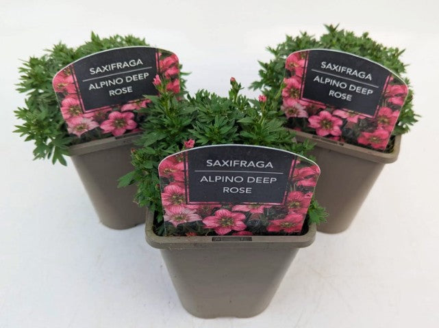 x2 Saxifraga Alpino Deep Rose 13cm/1Litre