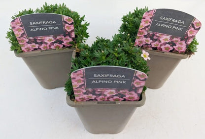 x2 Saxifraga Alpino Pink 13cm/1Litre