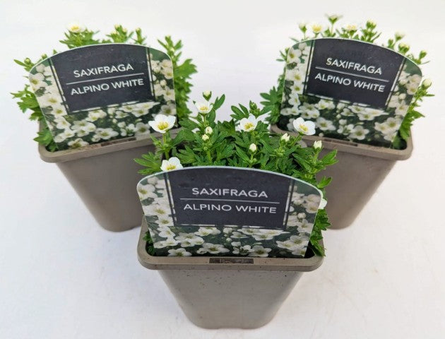 x2 Saxifraga Alpino White 13cm/1Litre