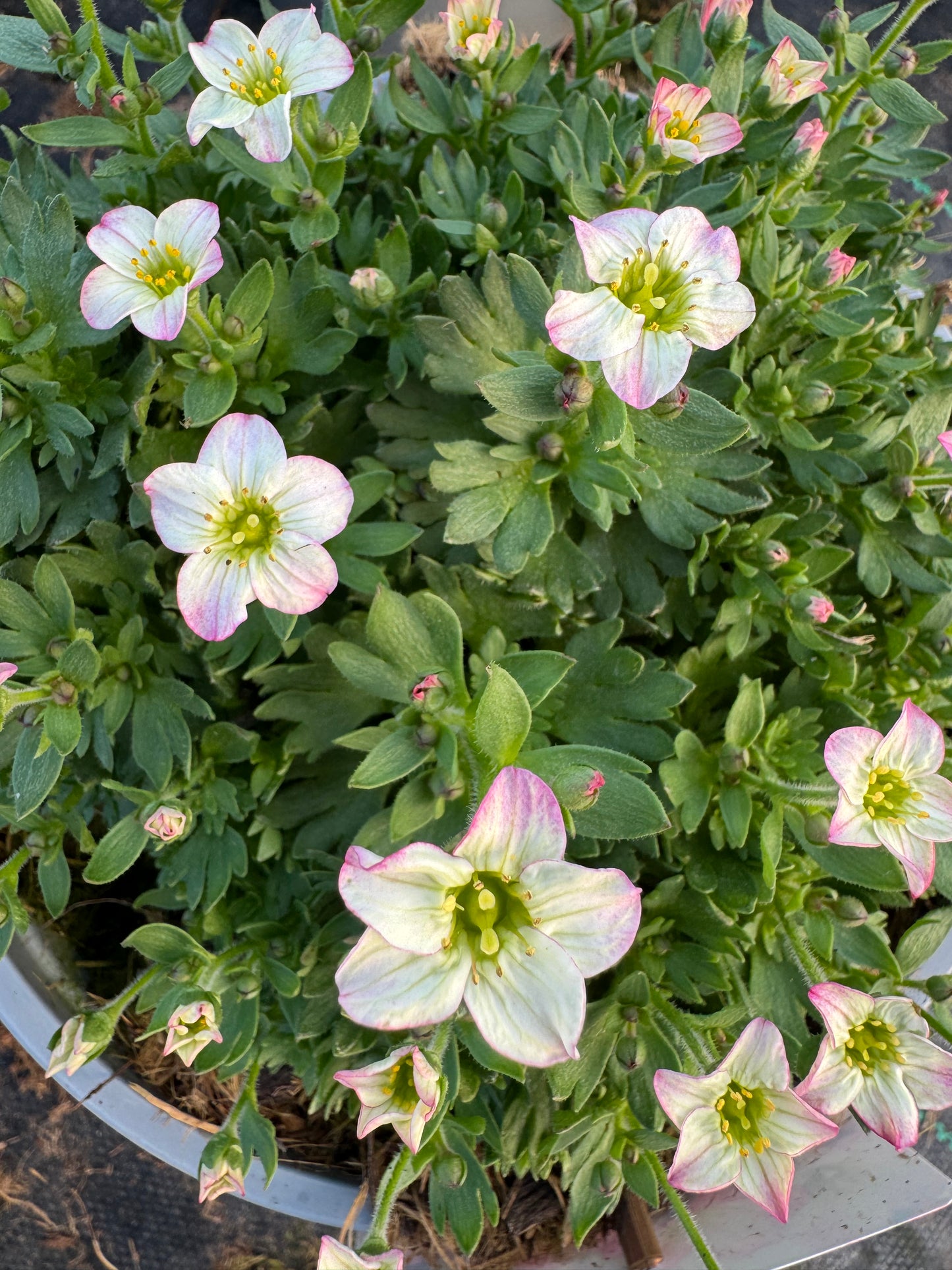 x1 Saxifraga Picotee - 19cm/3Litre