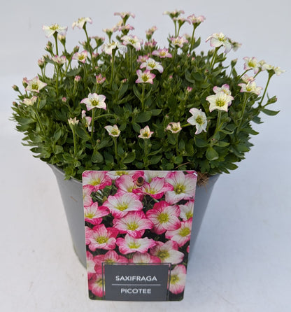 x1 Saxifraga Picotee - 19cm/3Litre