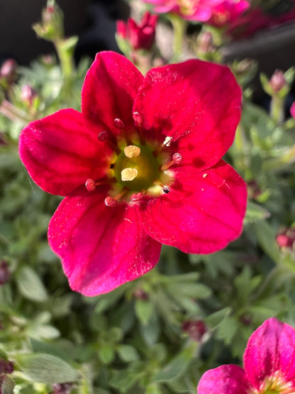 x2 Saxifraga Alpino Deep Rose 13cm/1Litre