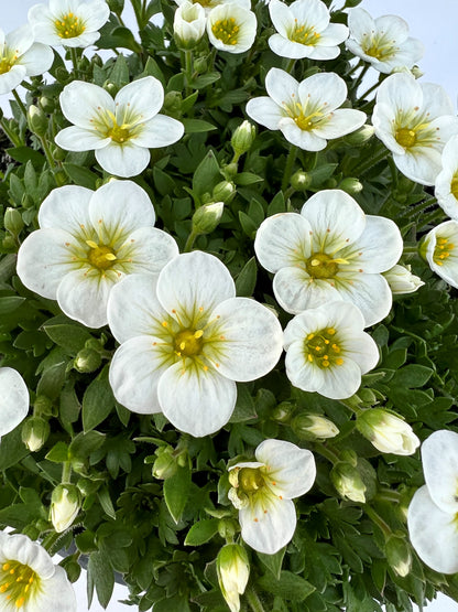 x1 Saxifraga White - 19cm/3Litre