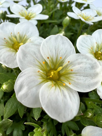 x2 Saxifraga Alpino White 13cm/1Litre