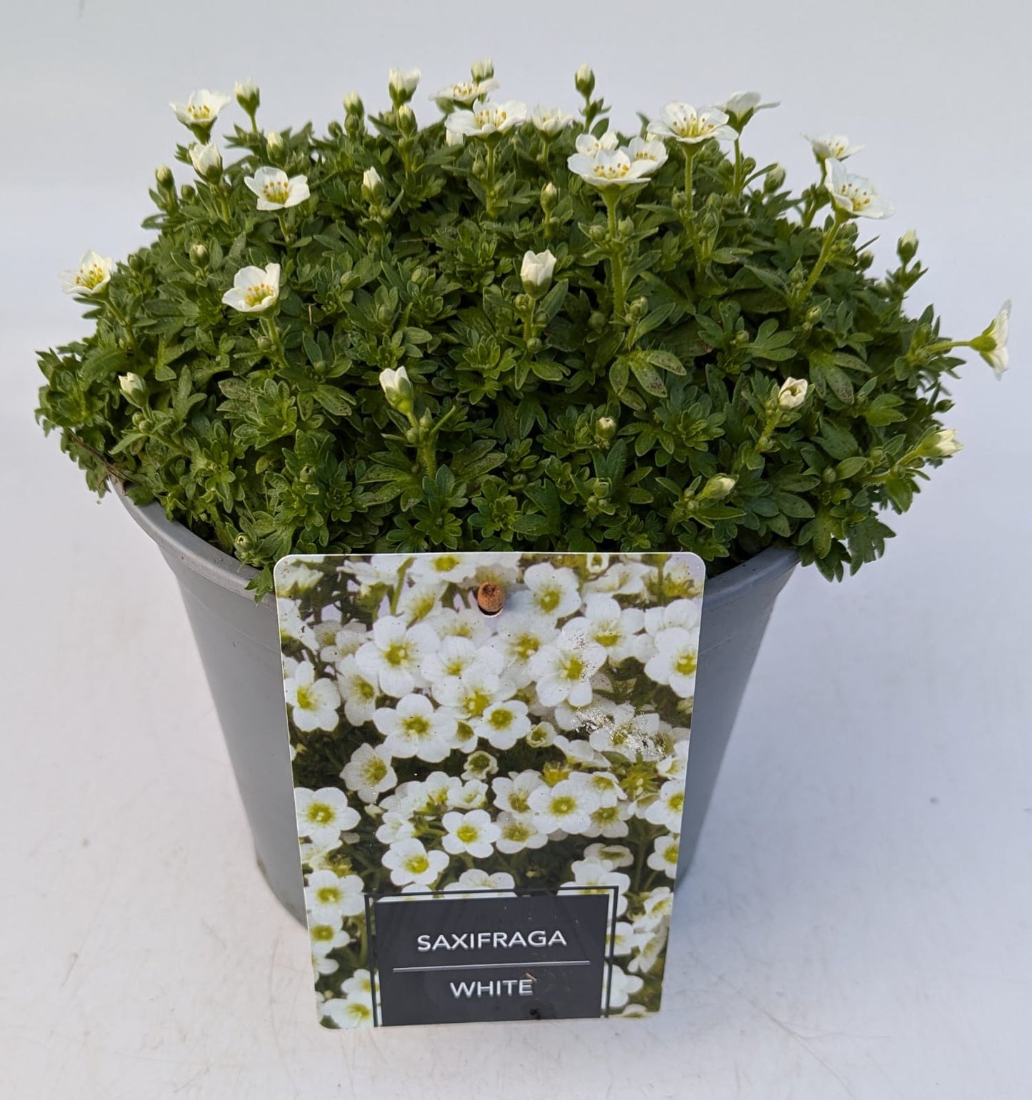 x1 Saxifraga White - 19cm/3Litre