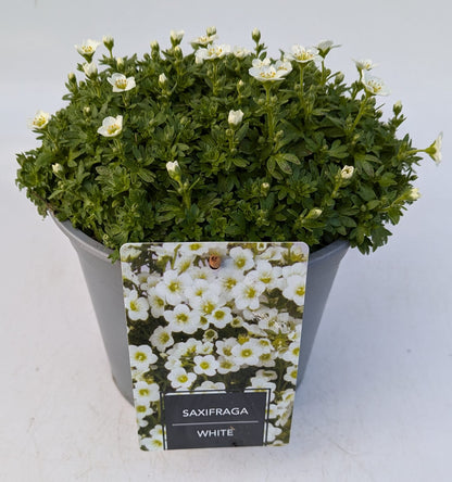 x1 Saxifraga White - 19cm/3Litre