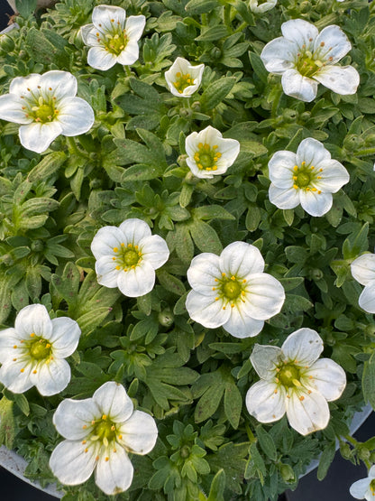 x1 Saxifraga White - 19cm/3Litre