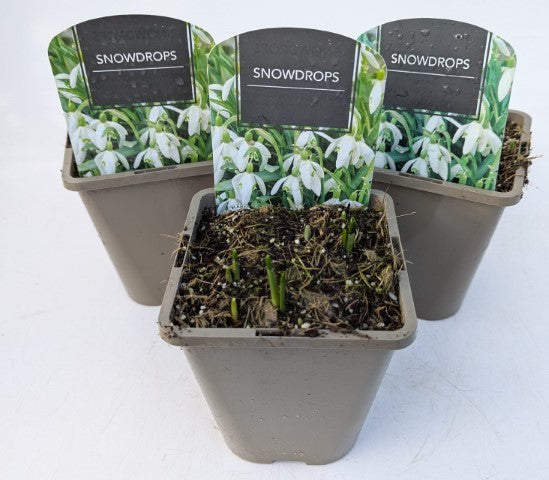 x2 Snowdrop Plants 13cm/1Litre