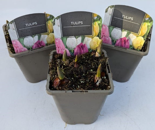 x2 Tulip Mix Plants 13cm/1Litre