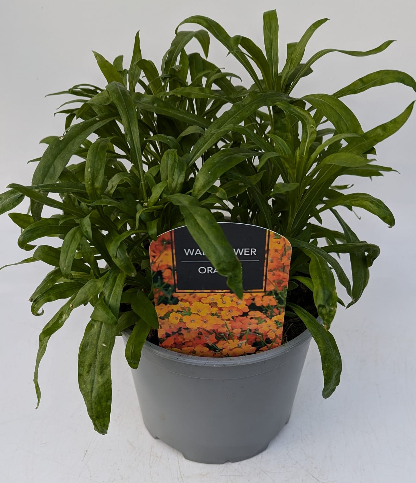 x1 Wallflower Orange 19cm/3Ltr