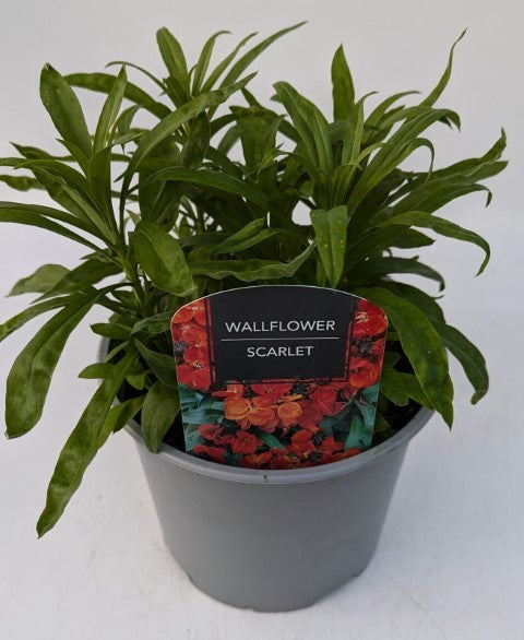 x1 Wallflower Scarlet 19cm/3Ltr