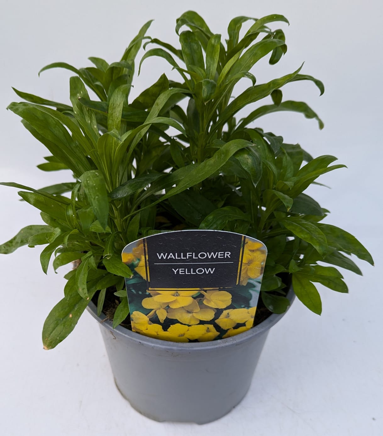 x1 Wallflower Yellow 19cm/3Ltr