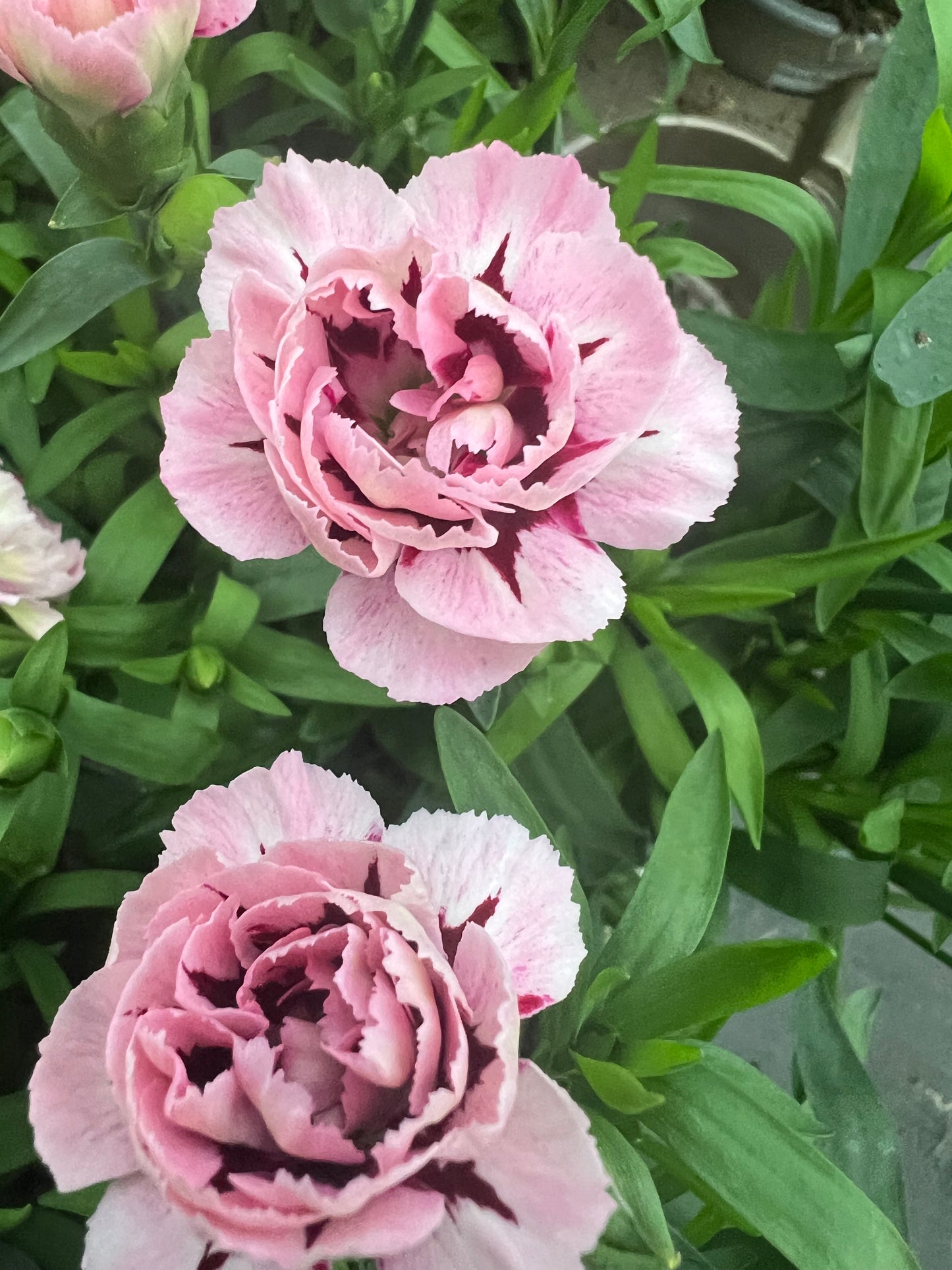 x3 Dianthus Oscar Purple Star 10.5cm/9cm