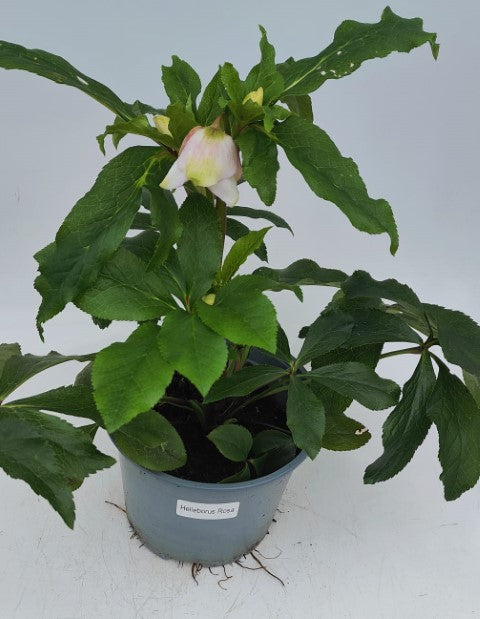 x1 Helleborus VIV Rosa 19cm/3Litre